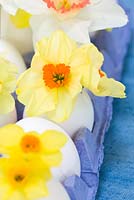 Egg box with Narcissus 'Matador' 