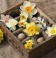 Old wooden egg box filled with Narcissus 'Edward Buxton', 'Actaea', 'Fowey', 'Matador', 'Red Devon', 'Camilla', 'White Lion' and 'Golden Dawn'