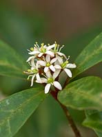 Skimmia japonica subsp reevesiana 'Chilan Choice'