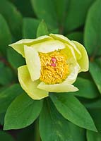 Paeonia mlokosewitschii - molly the witch, caucasian poppy