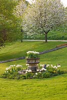 Cerney House Garden with white tulips on the lawn with stone container and white flowers of a Prunus