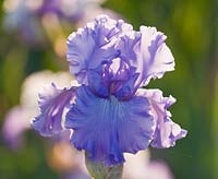 Iris 'Heure Bleue'