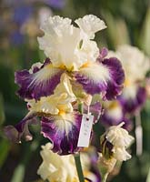 Iris 'Funambule' - bearded iris tagged with cross pollinator 