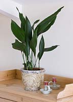 Aspidistra in container in bedroom