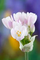 Allium roseum - Rosy-flowered garlic