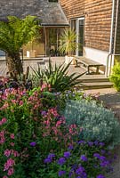 Minimalist Japanese style courtyard by the house is framed by exuberant planting including tree fern, dark purple Pennisetum glaucum, pink diascia, verbena and phormium. 