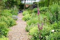 Gravel path framed with frothy lime green Alchemilla mollis and foxgloves