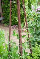 Steel reinforcing rods used as support for sweet peas