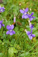 Viola riviniana, common dog violet. Higher Knowle, Lustleigh, Devon
