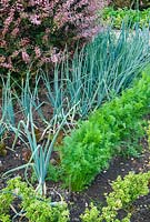 Walled kitchen garden is distinguished by four Berberis thunbergii atropurpurea 'Harlequin' centred within each quarter, here surrounded by onions and carrots with Ilex crenata edging. 