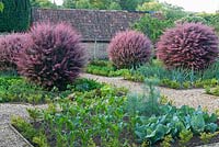 Walled kitchen garden is distinguished by four Berberis thunbergii atropurpurea 'Harlequin' centred within each quarter and plots are edged with Ilex crenata. Foreground bed contains cabbages, fennel and young sweetcorn plants.