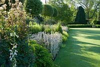 Herbaceous borders lining the croquet lawn feature standard holm oaks, Quercus ilex, underplanted with white foxgloves, silvery stachys, frothy Alchemilla mollis, Clematis recta 'Purpurea' and other herbaceous plants. Melplash Court, Bridport, Dorset, UK