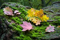 Colourful leaves of Quercus rubra, Quercus robur and Acer platanoides on the felled tree with a moss in the forest