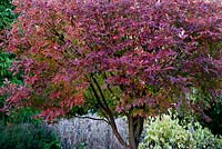Acer griseum x Gingerbread (Ginzam)