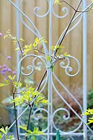 Clematis 'Avalanche' clinging to a metal arch