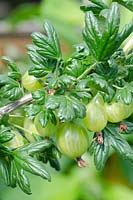  Ribes - Gooseberry 'Rokula'