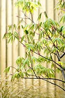Acer palmatum 'Osakazuki' seedling in Spring
