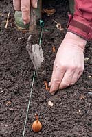 Planting shallots. Step 2 use atrowel and plant so that the tops just protrude from the soil