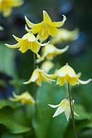 Erythronium 'Pagoda' with dark hellebores in the background
