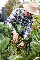 Man harvesting Brussel sprouts.