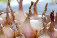 Allium cepa 'Sturon' - onions.