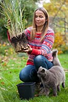 Woman planting Panicum virgatum 'Heavy metal'. Removing plant from pot