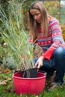 Woman planting Panicum virgatum 'Heavy metal'. Preparing young plant in plastic pots for planting out in border by soaking them for an hour in water to refresh the roots