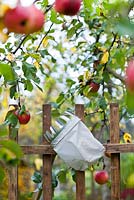 Fruit picker on fence