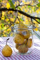 Glass jar of pears - Pyrus communis 'Brunnenbirne'.
