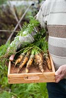 Man holding crate of dug carrots.