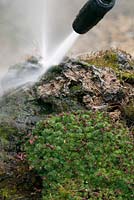 Pressure washing moss of a tufa rock