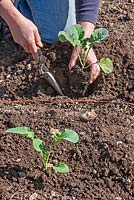 Planting calabrese 