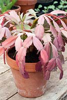 Schlumbergera truncata - freshly repotted Christmas flowering cactus 