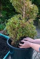 Rejuvinating a container grown Buxus by repotting it