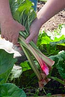 Pulling stems from from Rhubarb 'Gaskins Perpetual'
