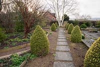 Slab and gravel path framed by cones of Buxus sempervirens 'Elegantissima' leads toward a white stemmed Betula mandshurica. Clumps of sempervivum and hardy geranium grow in the gravel, with Acer griseum on left underplanted with aconites and snowdrops. 