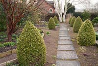 Slab and gravel path framed by cones of Buxus sempervirens 'Elegantissima' leads toward a white stemmed Betula mandshurica. Clumps of sempervivum and hardy geranium grow in the gravel, with Acer griseum on left underplanted with aconites and snowdrops. 