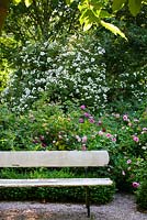 Hedge of old fashioned Roses behind white wooden bench 