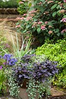 Mixed late summer border and container
