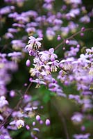 Thalictrum delavayi 'Hewitts double', September