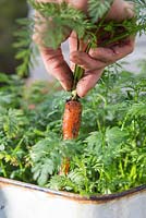 Woman harvesting carrot 'Sugarsnax'