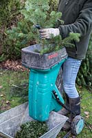 Recycling a Christmas tree for compost. Passing branches through a garden shredder