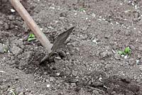 Hoeing soil 