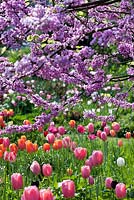 Cercis siliquastrum, Tulipa 'Dordogne', Tulipa 'Maureen', Tulipa 'Menton', Tulipa 'Queen of Night'