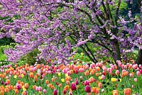 Cercis siliquastrum, Tulipa 'Dordogne', Tulipa 'Maureen', Tulipa 'Menton', Tulipa 'Queen of Night', Tulipa 'Citiy of Vancouver'