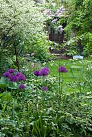 Cornus alba 'Elegantissima', Viburnum plicatum 'Mariesii', Allium aflatunense 'Purple Sensation', Hosta, Tellima grandiflora