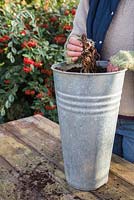 Planting Armoracia rusticana - Horseradish in galvanised container