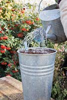 Watering Armoracia rusticana - horseradish