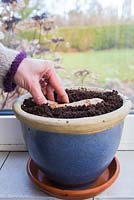 Planting Ginger - Zingiber officinale in pot