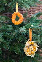 Bird feeders made from Dried Apricots - Prunus armeniaca and Physalis